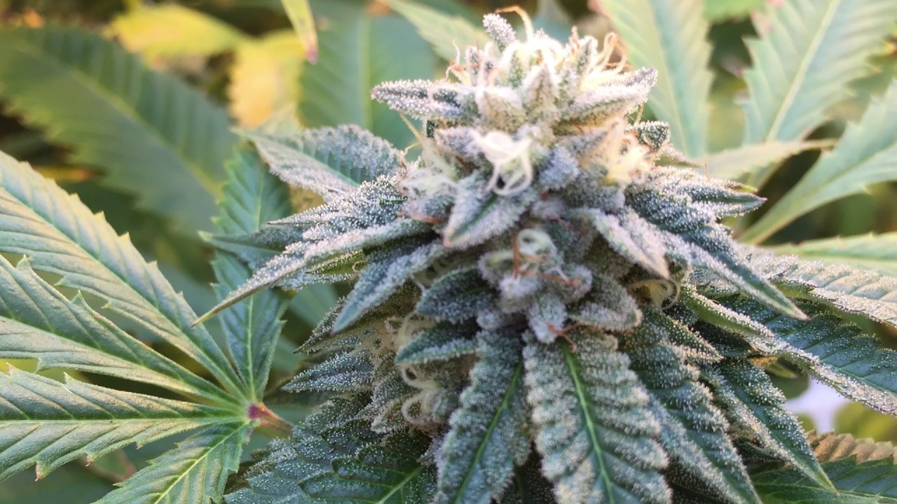Alien Dawg | From the Soil - Flower Hour