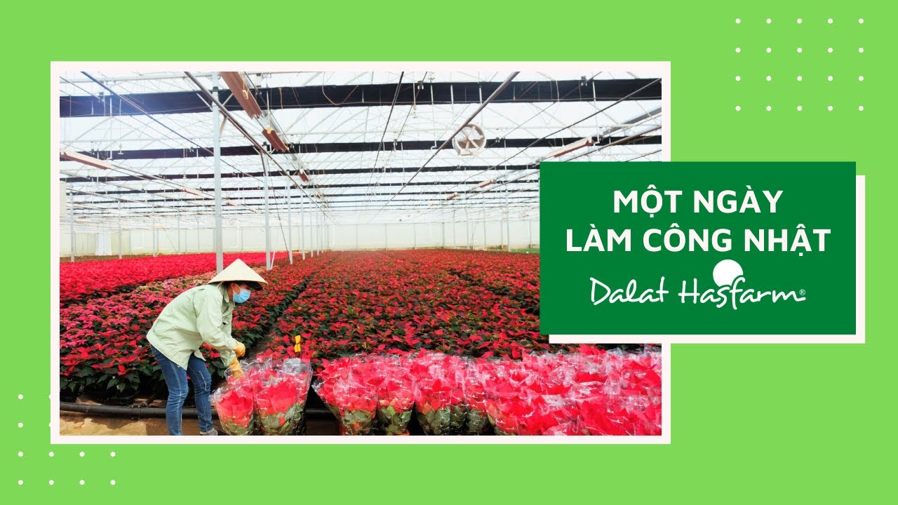 Trải nghiệm | Một ng&agrave;y l&agrave;m c&ocirc;ng nhật ở Dalat Hasfarm