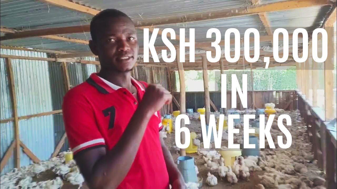 Poultry Farming in Mweiga Nyeri Ndayaya Farm