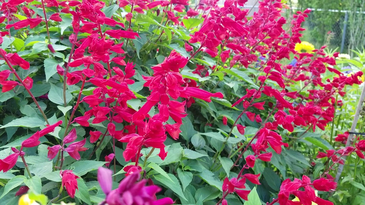 hummingbird garden