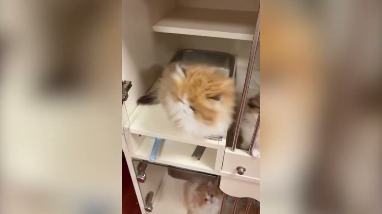 Collection of Cute Cats in 2026 Part 8 🐱