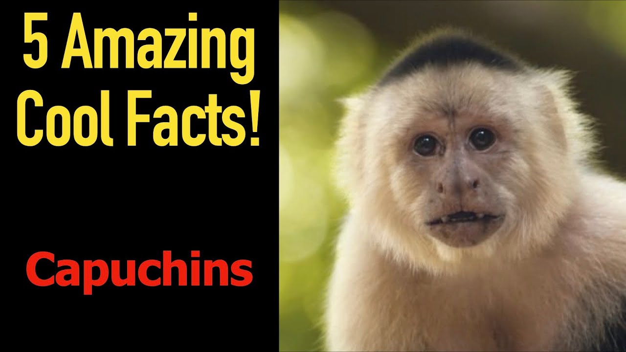 5 Fascinating Facts About Capuchins