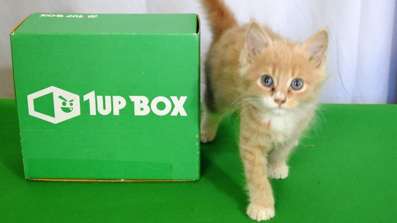 My LAST 1UP UnBoxing Video Ever (with Baby Kittens)