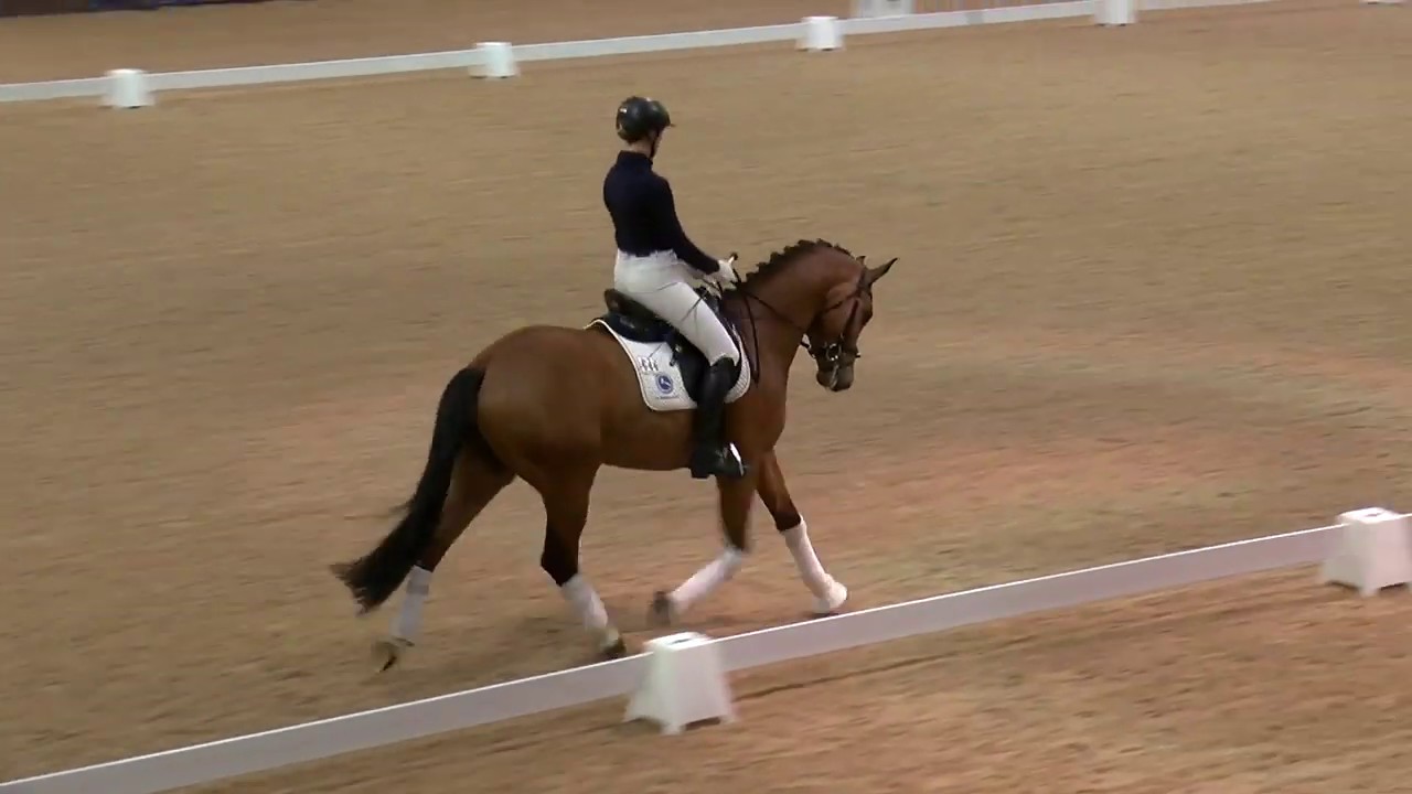 Brightwells Elite Dressage Collection - Auction Horse Presentation