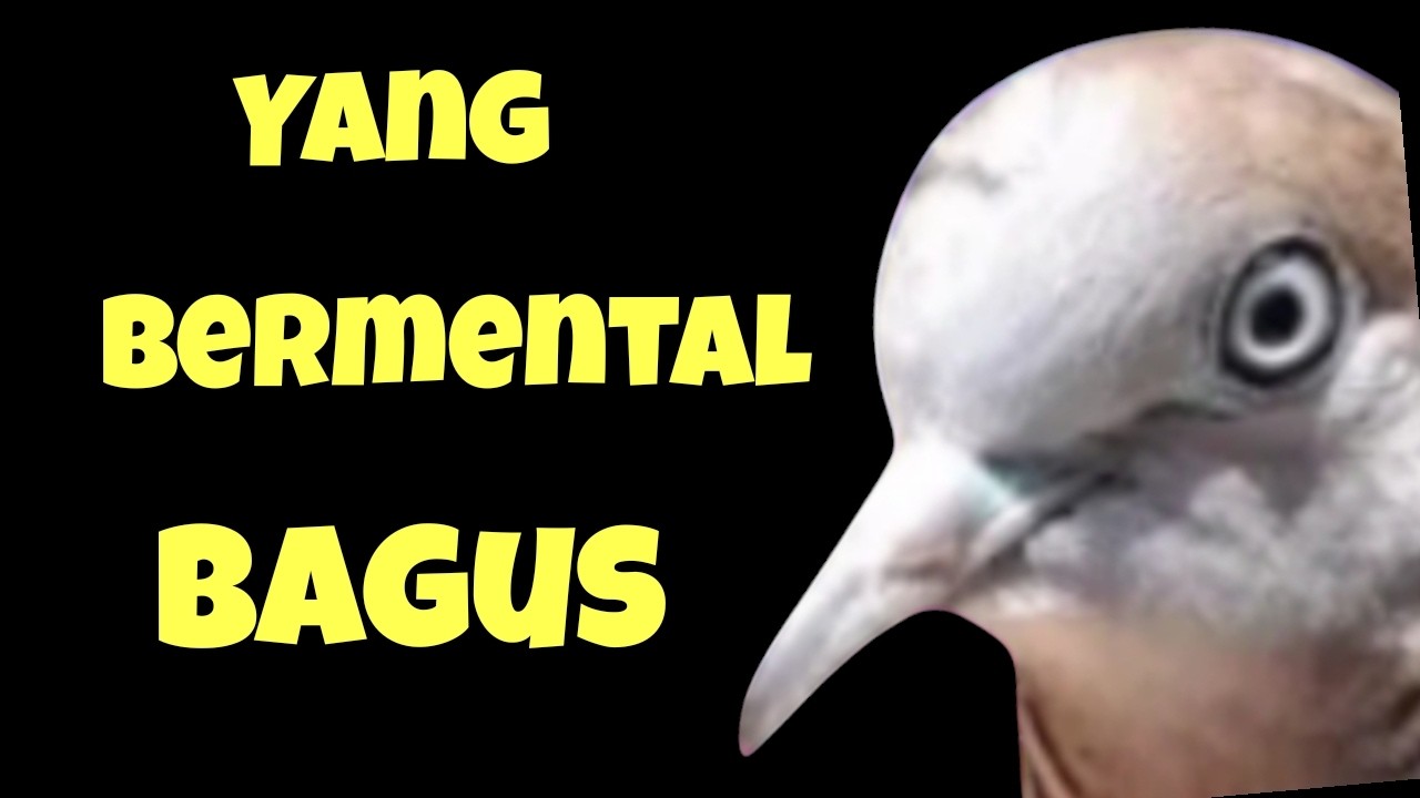 KALIAN FOKUS PADA BAGIAN MATA ,,,, CONTOH PERKUTUT YANG BERMENTAL BAGUS DAN KOKOH 