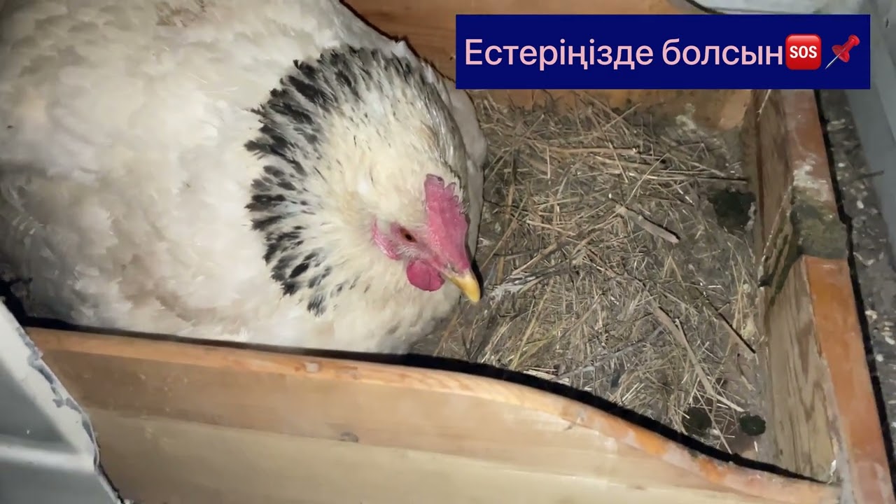 Балапан шығарудағы кедергілер қандай? Кез келген тауық неге балапан баспайды?