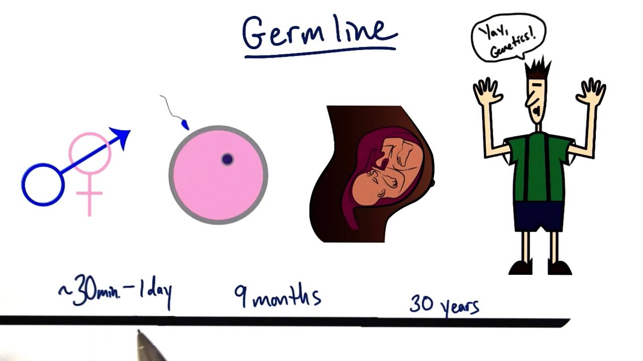 Germline - Tales from the Genome
