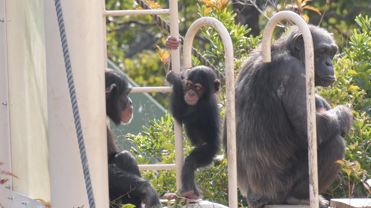 よつばとカズキ　東山動植物園　チンパンジー　202601
