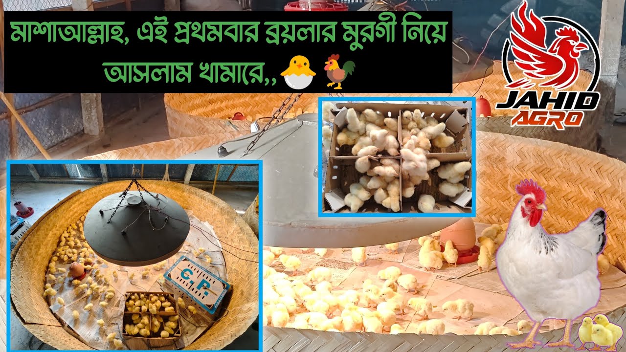 মাশাআল্লাহ,,এই প্রথমবার খামারে ব্রয়লার মুরগি নিয়ে আসলাম ১৮০০ পিস। 🐣🐓 || Jahid Agro