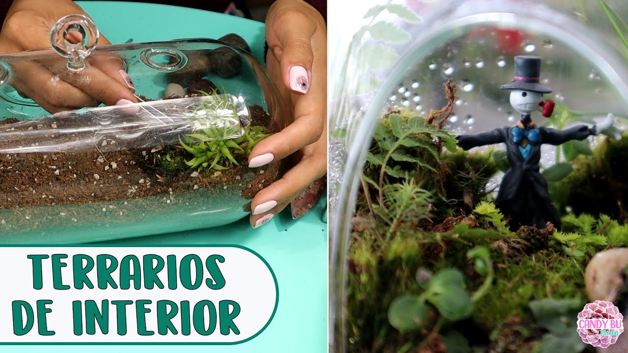 Cómo hacer TERRARIOS DE INTERIOR con musgo y plantas de sombra │Candy Bu