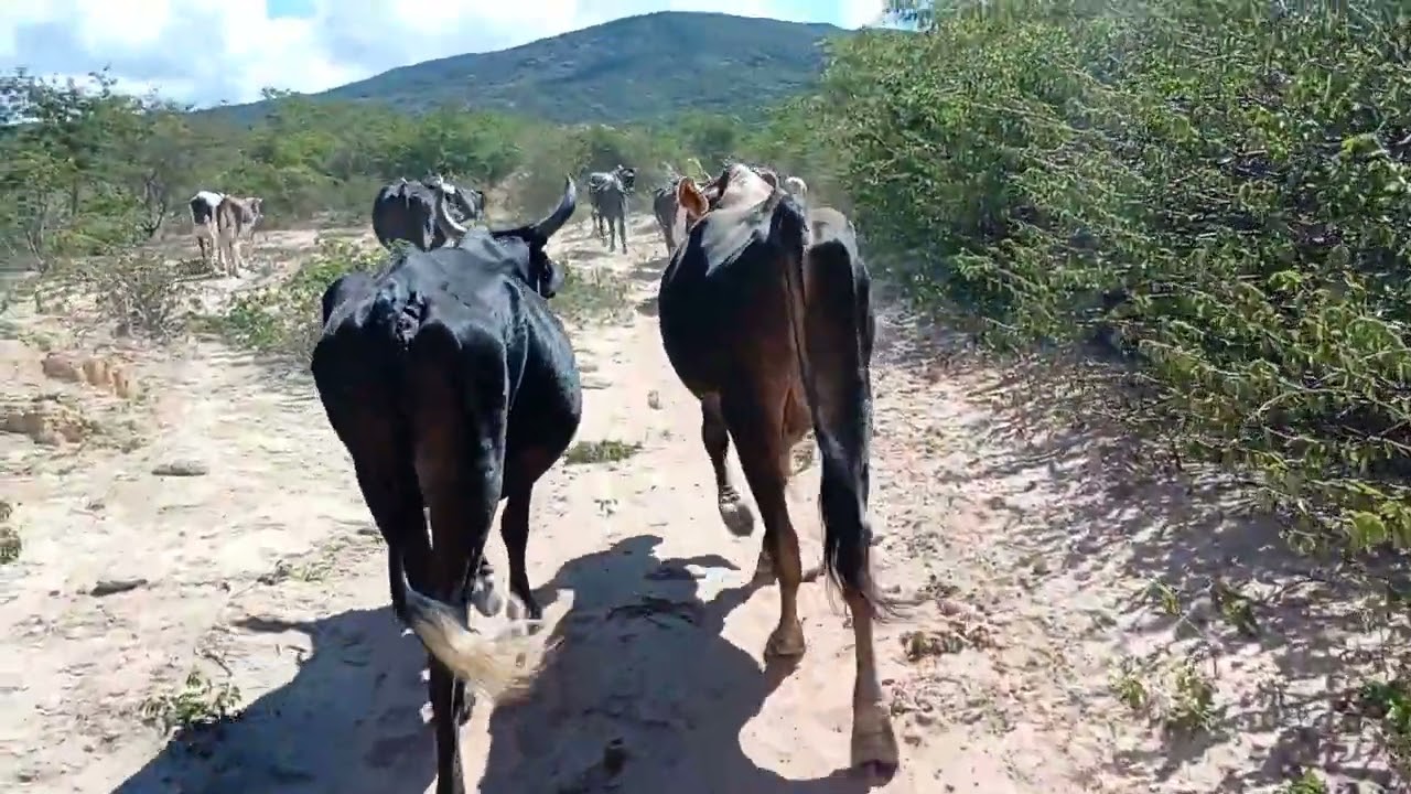 # PEGANDO UMA VACA PARA LEVA POR SITIO BAXIO 🐎