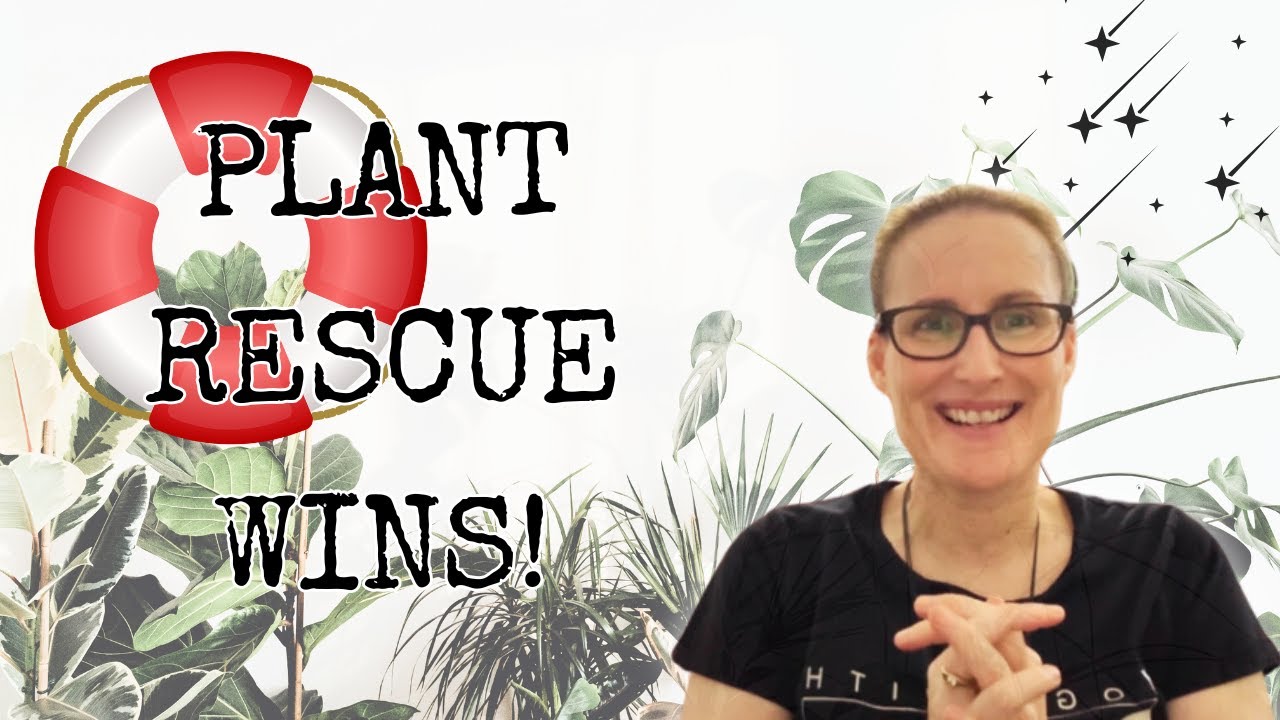 My Favorite Plant Rescues | 0–150 Plants Later: What I Learned