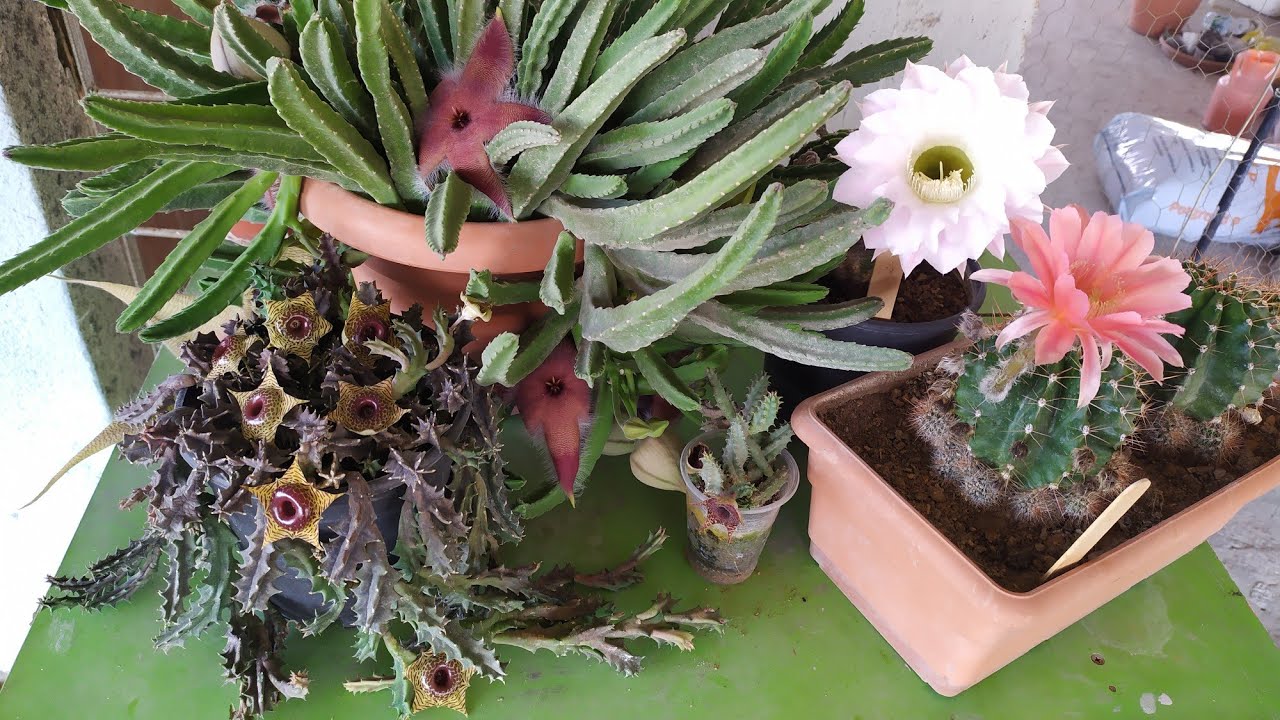 leş kaktüsü ve açmış  echinopsis lerle yine sizinleyim dostlar 🌵💖🌵💖🌵#kaktüs #kaktus