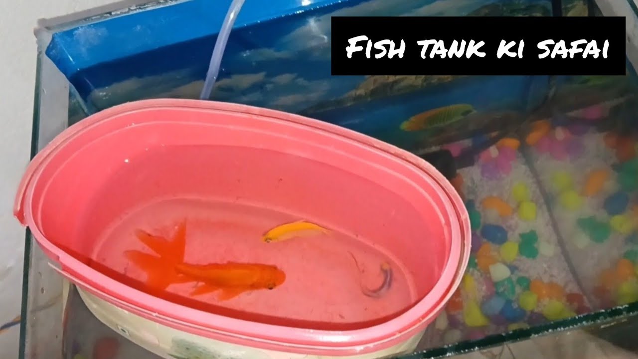 “Goldfish Tank Cleaning & Transfer | Fish Care Routine”