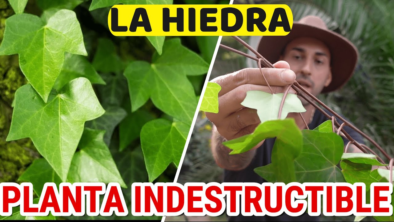 Esta PLANTA Trepadora Es INMORTAL! 😱PARA Que SIRVE La HIEDRA? | Usos Y PROPIEDADES