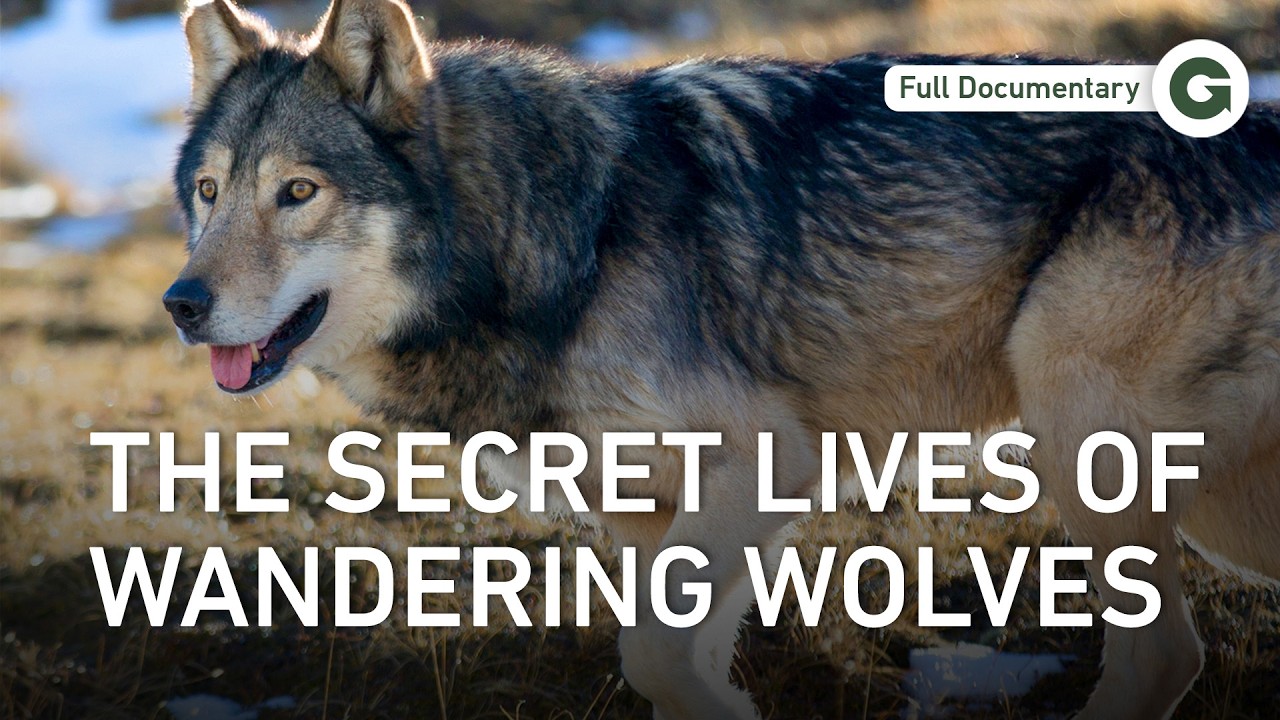 Into the Unknown: The Solo Wolves Crossing Half of Europe | Full Documentary