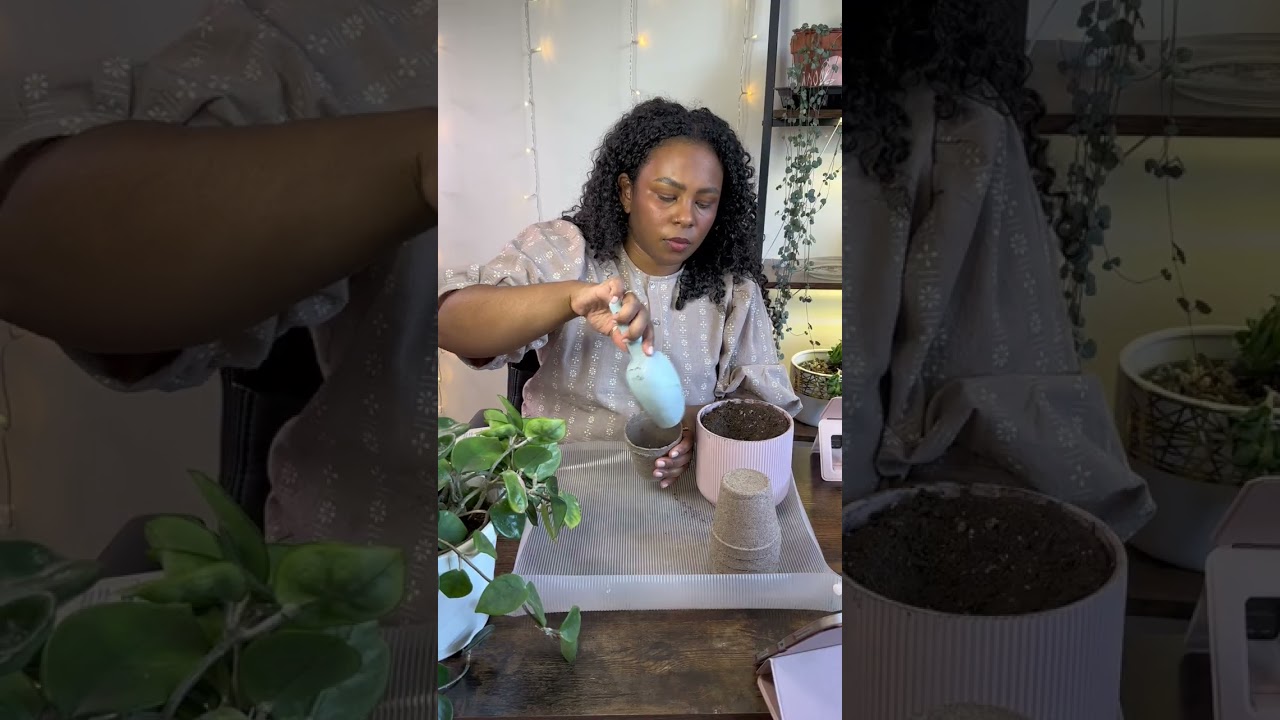 How to Start a Herb Garden on a Budget 🌿