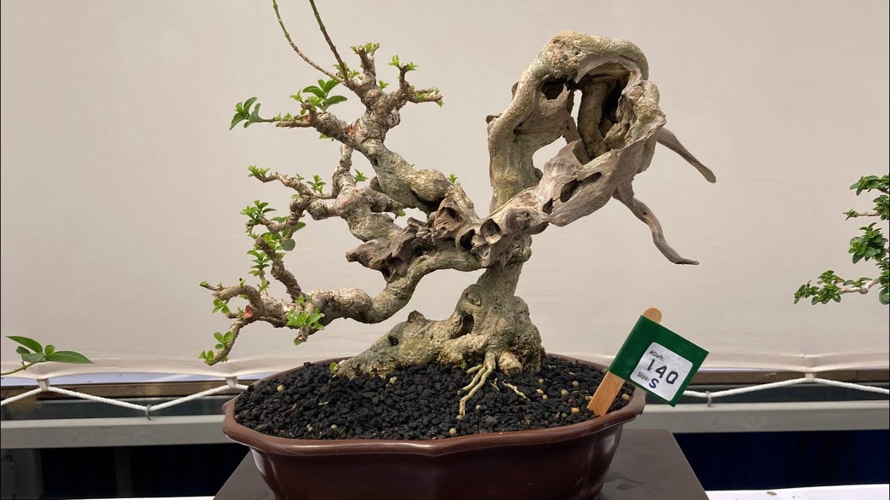 SEBAGIAN KOLEKSI BONSAI MEGA BONSAI OFFICIAL DI KAKI GUNUNG GALUNGGUNG TASIKMALAYA