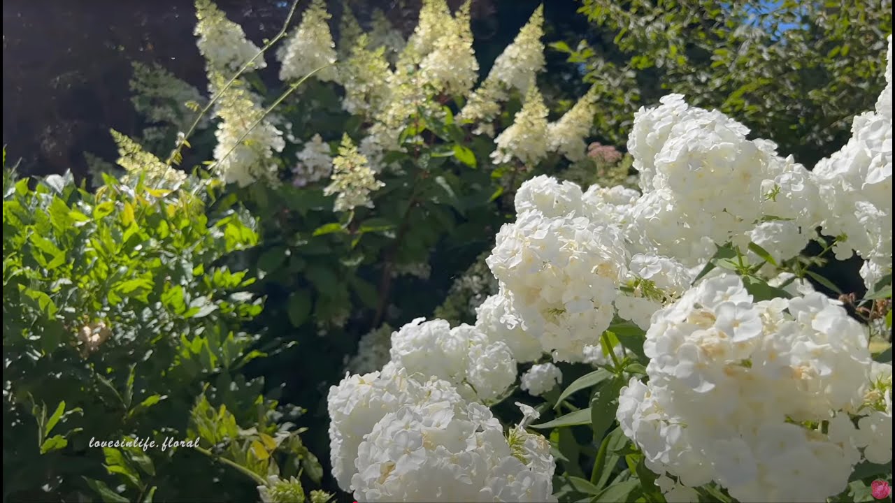 Point Defiance Flower Gardens, Tacoma , Wa.    .𖥔˚｡·*·。*.𖥔˚ .𖥔˚･ 𖥔｡･｡°*. ﾟ.𖥔˚｡