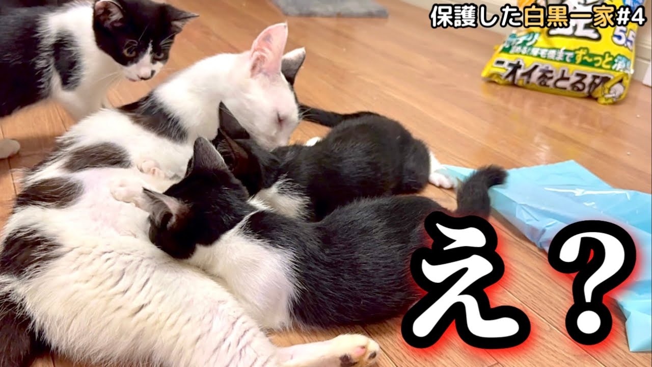 おいおい、保護してまだ5日目ですよ。