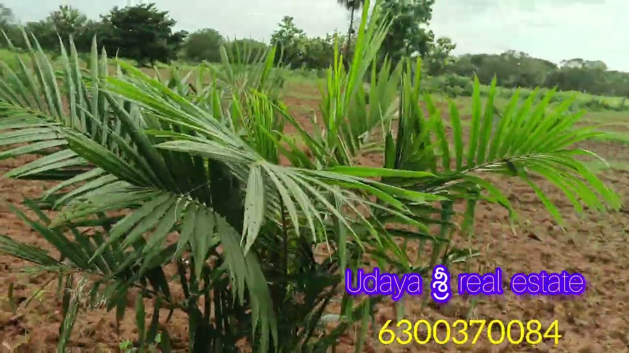 11 ఎకరాల పామాయిల్ తోట అమ్మబడును || udaya శ్రీ real estate