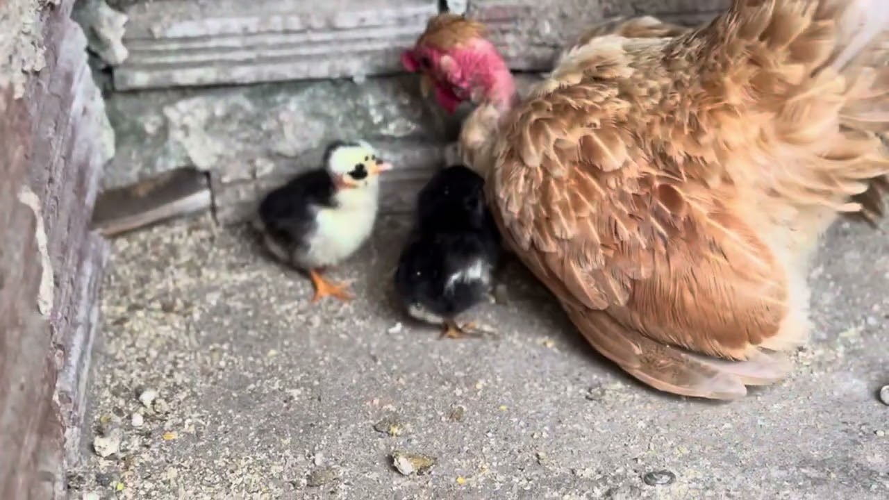Pintinho modelados nascidos de ovos azuis 