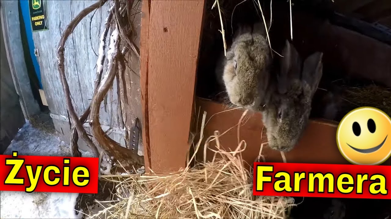 Tradycyjnie ciężka praca w niedzielę. Obch&oacute;d | Jak zrobić wylotki w ulu dwurodzinnym?