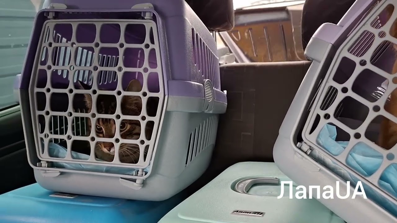 Радісний день, аж 6🐈‍⬛! котиків поїхали в сім'ї 