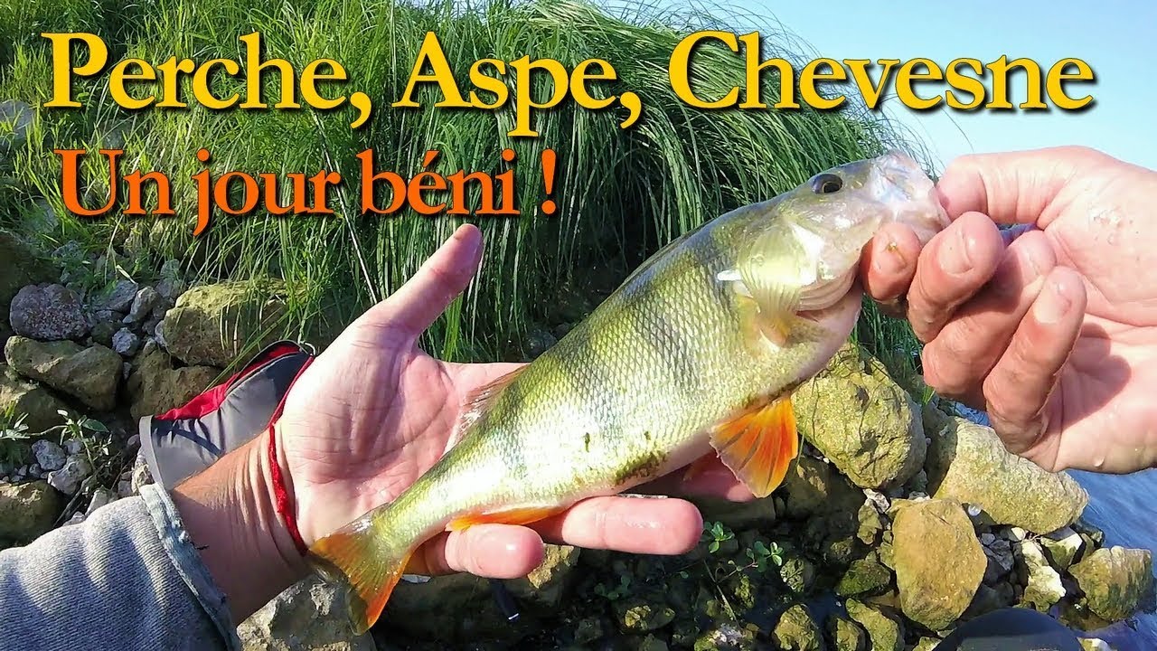 Pêche Aspe, Chevesne, Perche en Loire en UL  [ un jour de folie ]