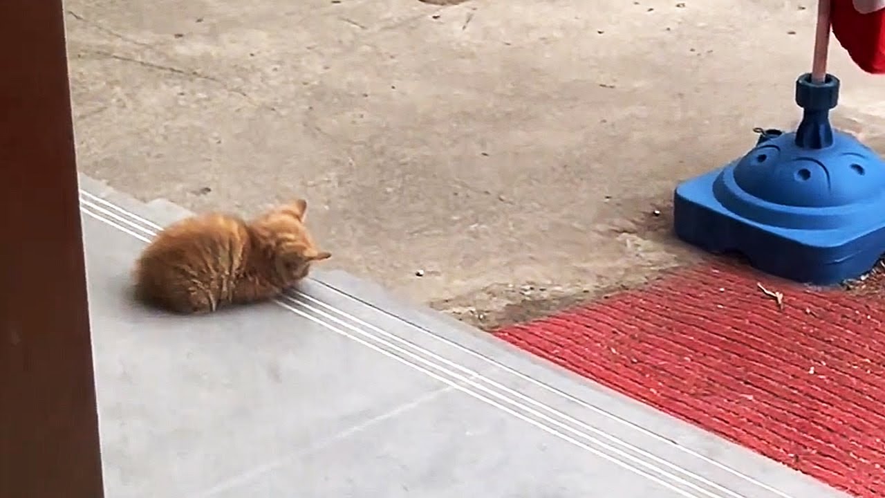Кошка лежит у двери магазина, она, возможно, умирает от голода...