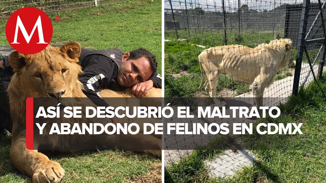 Felinos abandonados de la fundación 'Black Jaguar White Tiger'