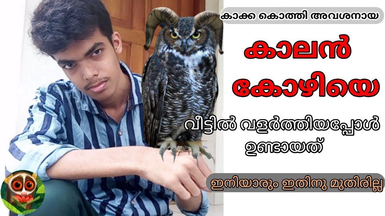 കാക്ക കൊത്തി അവശനായ കാലൻ കോഴിയെ എടുത്ത് വളർത്തിയപ്പോൾ...പിന്നീട് ഉണ്ടായത്..| കൂമൻ #keralaswilderness