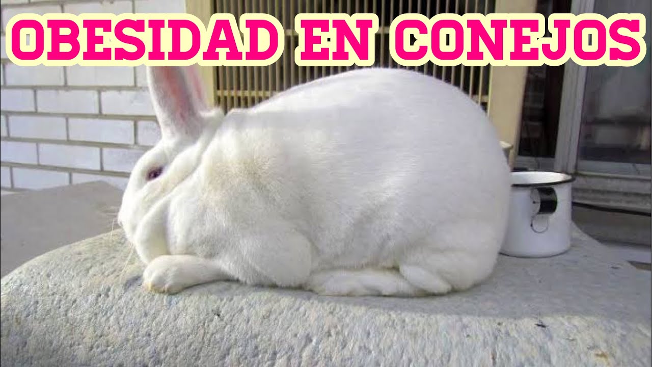 OBESIDAD EN CONEJOS