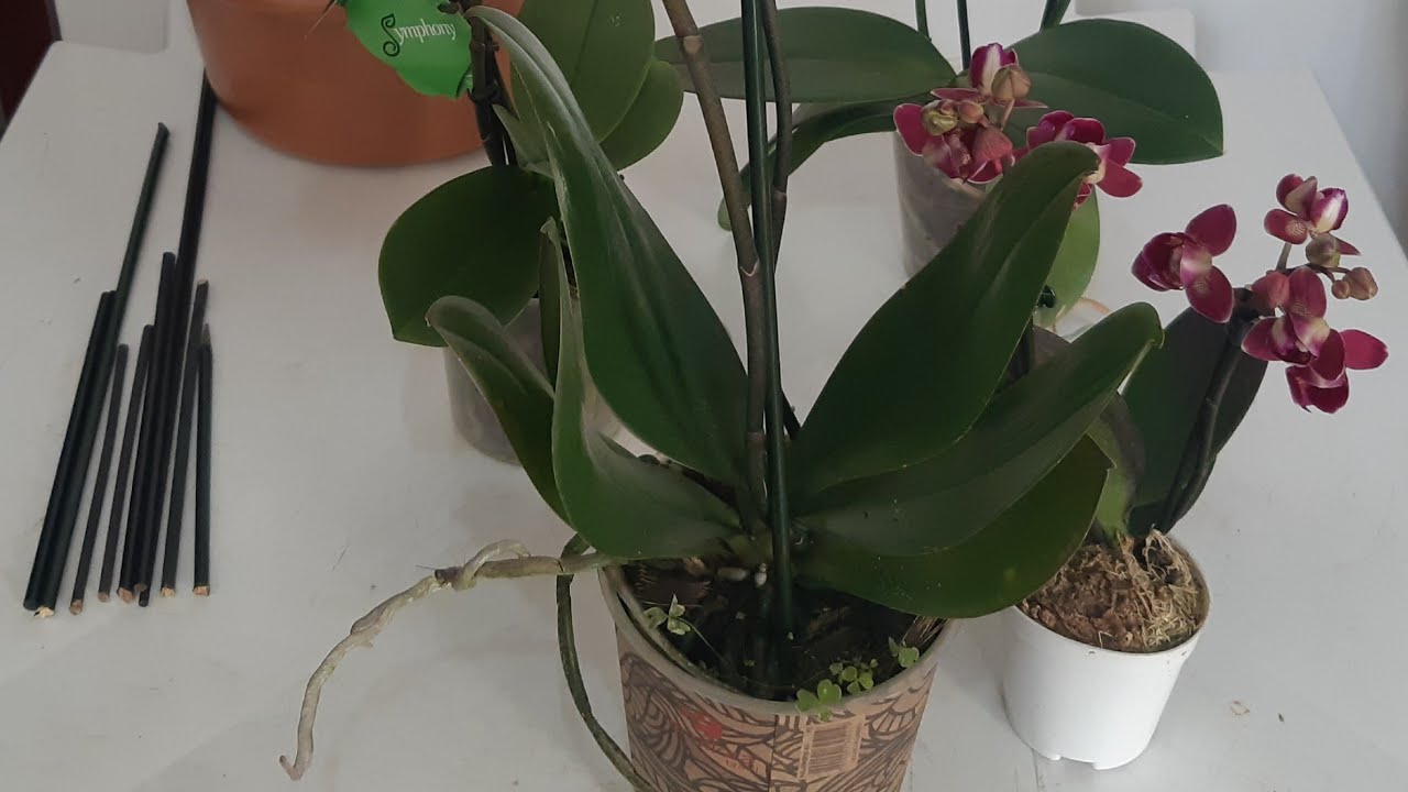 Replante das novas Phalaenopsis