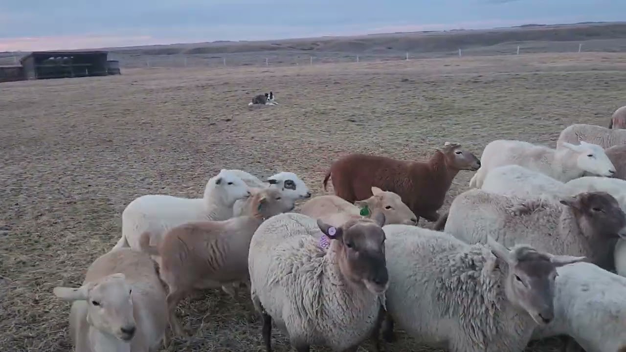 New feed and working the sheep dog 
