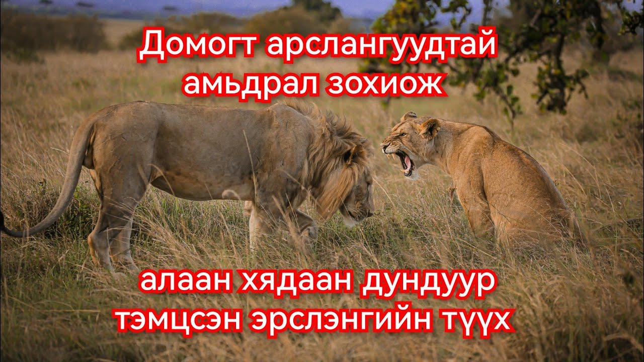 Сүүлгүй Цаала эрслэнгийн тэмцэл. Гоё Түүхүүд Goy tuuhuud mongol heleer kino duu barimtat part 1
