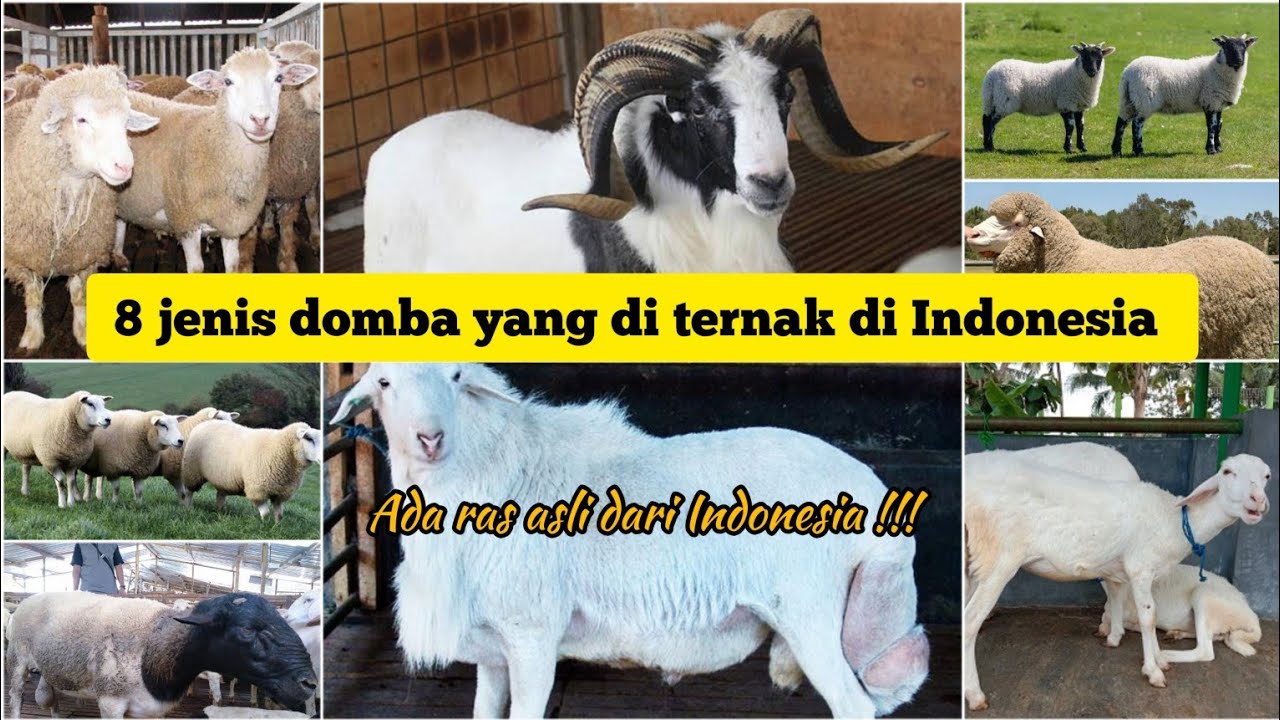Jenis Domba di Indonesia yang cocok di ternakan