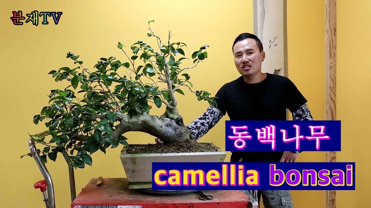 동백나무 분재 완전 정복하기 bonsai 분재교육 10회