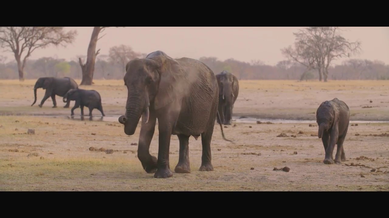 In Harmony with Nature - The Scorpions Anti-Poaching Unit, Hwange National Park