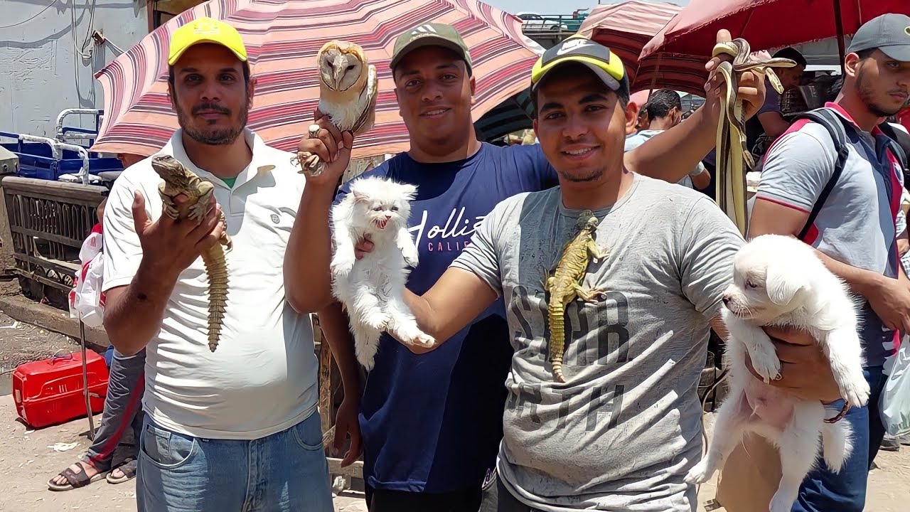 سوق الجمعة بالسيدة عائشة بالاسعااار كلاب قطط هداهد بوم قنافد تعابين ضبوب حرابى حردون ملون بط مائى و