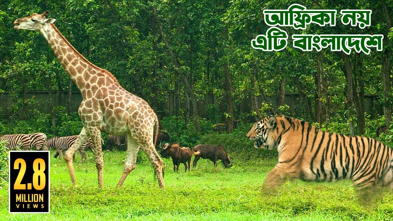 এশিয়ার সর্ববৃহৎ সাফারি পার্ক বাংলাদেশে || THE LARGEST SAFARI PARK IN ASIA