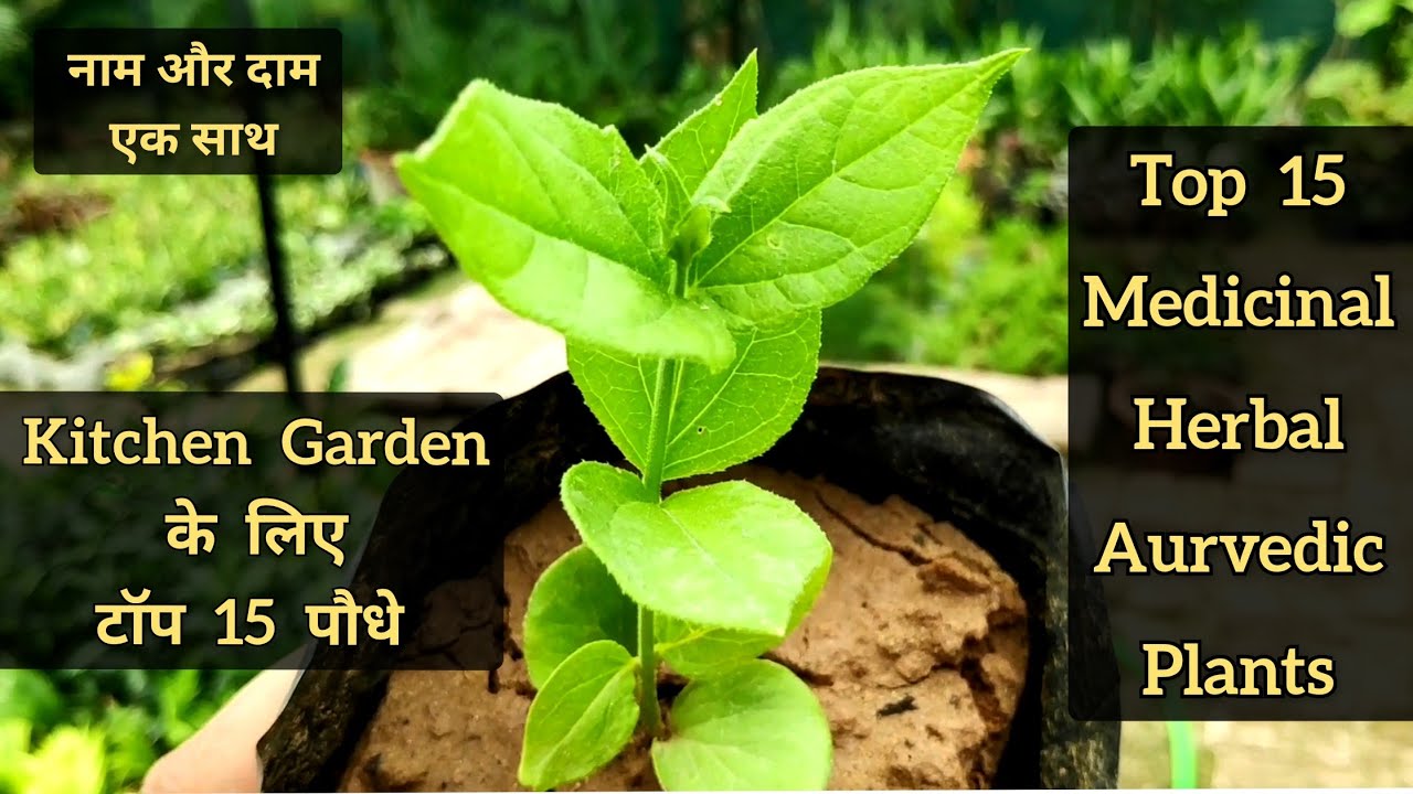15 Powerful Medicinal plants names n care, टॉप हर्बल प्लांट, Ayurvedic plants, Kitchen garden plants