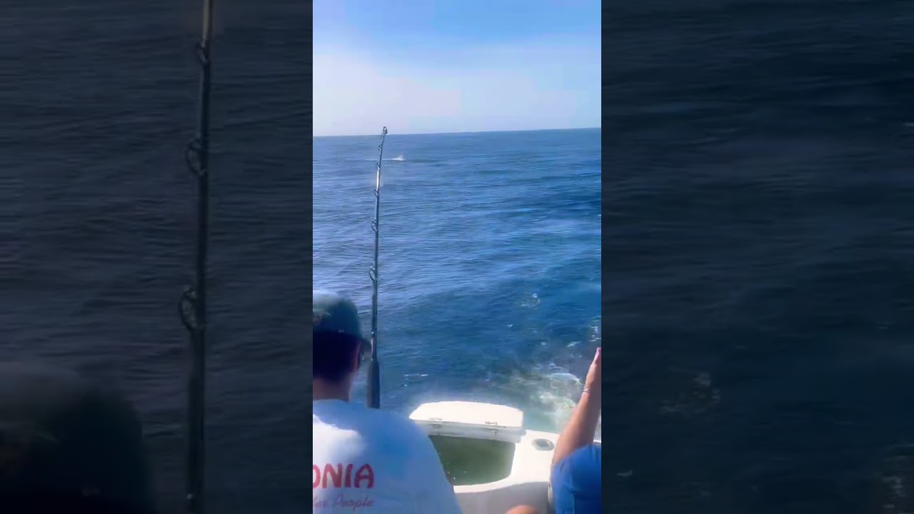 fighting a striped marlin in Cabo San lucas