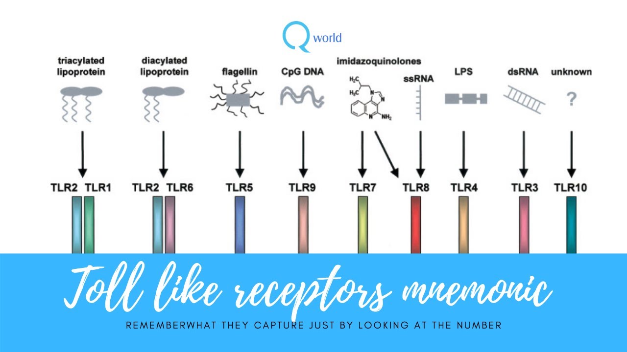 Toll like receptors mnemonic : Remember what they capture just by looking the number