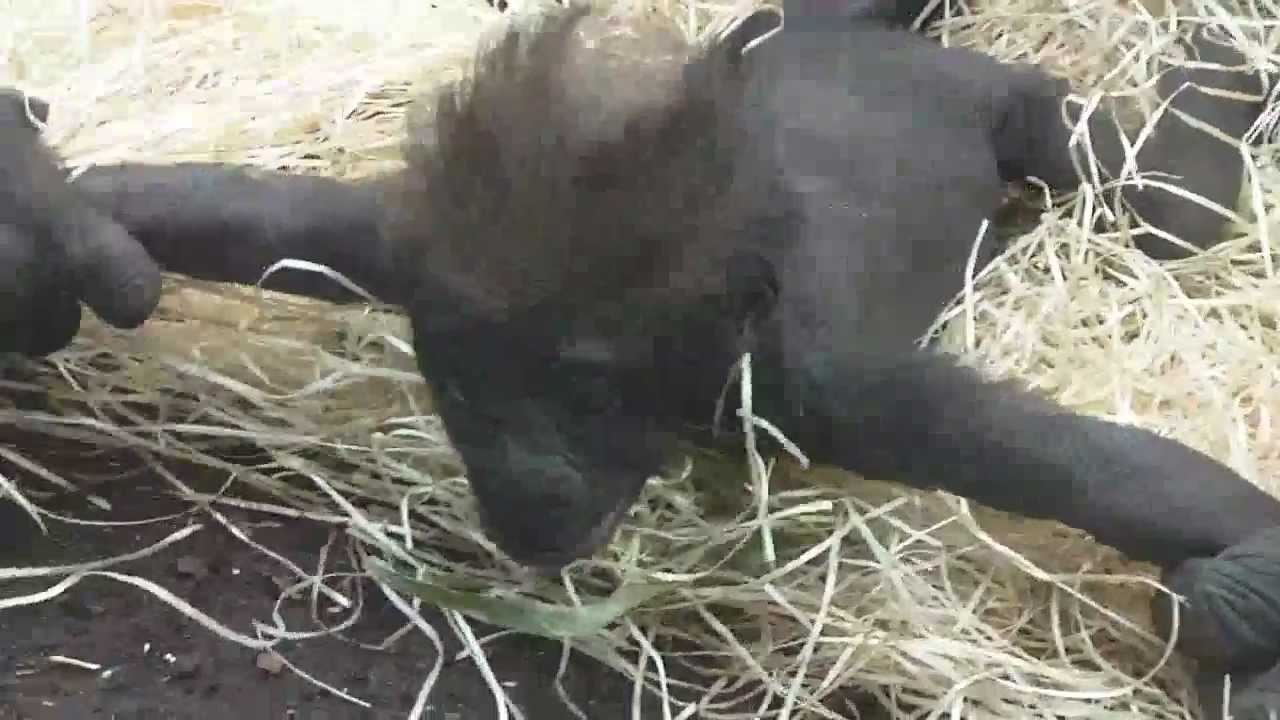 Ein Gorilla-Baby verzauberte die Besucher im Tierpark Hellabrunn - Sibirischer Tiger Nurejew