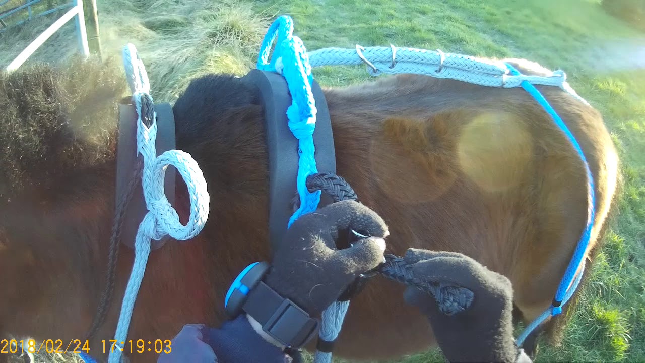 SielTec Geschirr anpassen, MiniShetty Hengst Fluxus, erstes anschirren, Helmkamera