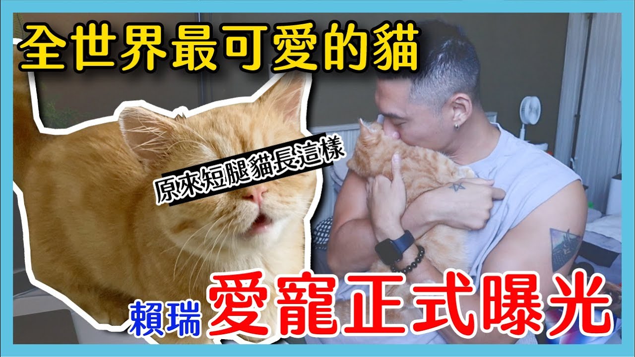 《寵物特輯》我養了一隻短腿貓，愛寵『花生』終於終於正式曝光！