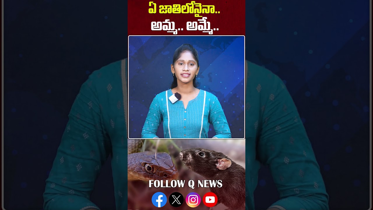 ఏ జాతిలోనైనా అమ్మ అమ్మేగా #snakes #rats #snakesvsrats #shots #qnews #qnewslive