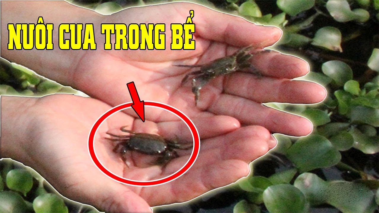 Raising freshwater crabs in cement tanks helps farmers get rich sustainably.