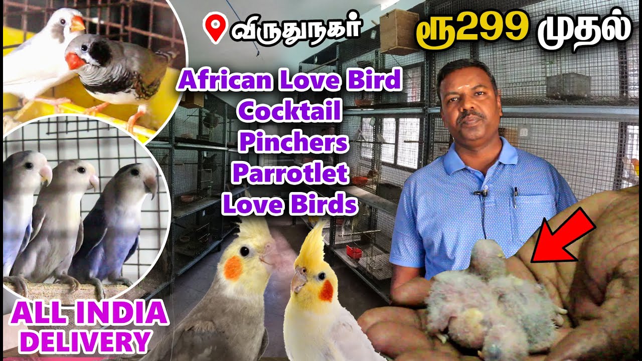 ரூ299 முதல்😱 Birds Farm Tour - Cockatiel, African Love Birds For Sale - KSRA Birds Farm VIRUDHUNAGAR